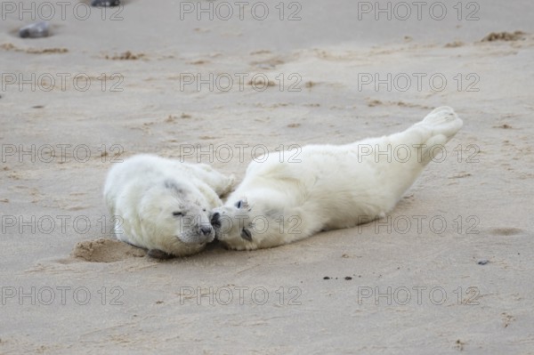 Atlantic grey seal (Halichoerus grypus) two juvenile baby pup animals sleeping on a beach in winter, England, United Kingdom