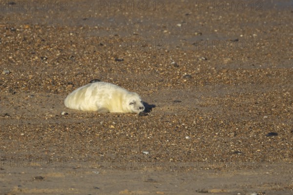 Atlantic grey seal (Halichoerus grypus) juvenile baby pup animal sleeping on a seaside beach in winter, England, United Kingdom