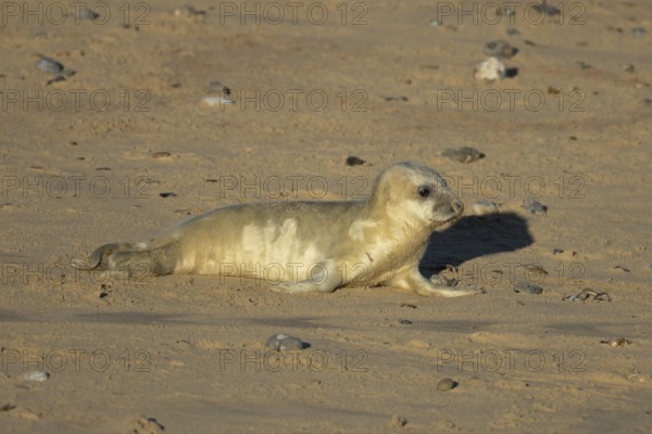 Atlantic grey seal (Halichoerus grypus) juvenile baby pup animal on a seaside beach in winter, England, United Kingdom