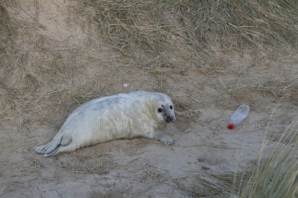 Atlantic grey seal (Halichoerus grypus) juvenile baby pup animal resting on a sand dune on a beach next to a disguarded litter of a plastic drinks bottle in winter, England, United Kingdom