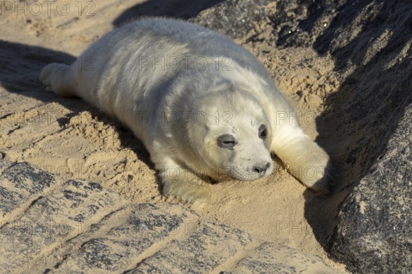 Atlantic grey seal (Halichoerus grypus) juvenile baby pup animal resting on a beach in winter, England, United Kingdom