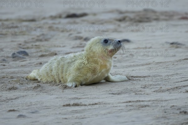 Atlantic grey seal (Halichoerus grypus) juvenile baby pup animal on a beach in winter, England, United Kingdom
