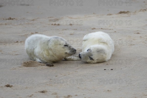 Atlantic grey seal (Halichoerus grypus) two juvenile baby pup animals resting on a beach in winter, England, United Kingdom