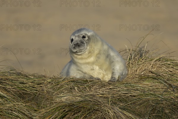 Atlantic grey seal (Halichoerus grypus) juvenile baby pup animal resting on a sand dune on a beach in winter, England, United Kingdom