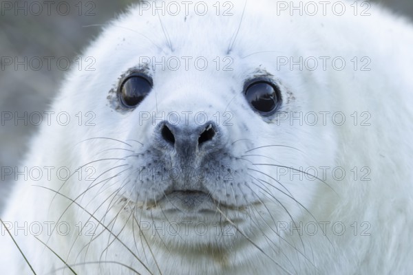 Atlantic grey seal (Halichoerus grypus) juvenile baby pup animal head portrait in winter, England, United Kingdom