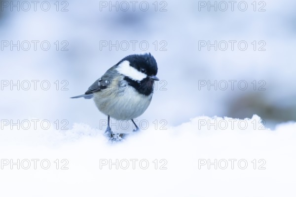 Coal tit (Periparus ater) adult bird in a snow covered garden in winter, England, United Kingdom