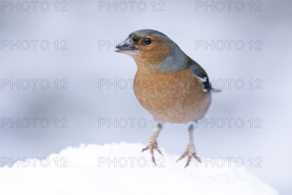 Eurasian chaffinch (Fringilla coelebs) adult male bird in a snow covered garden in winter, England, United Kingdom