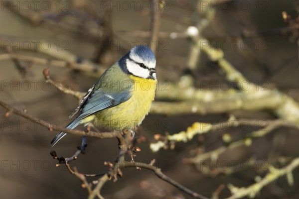 Blue tit (Cyanistes Caeruleus) adult bird on a tree branch in winter, England, United Kingdom