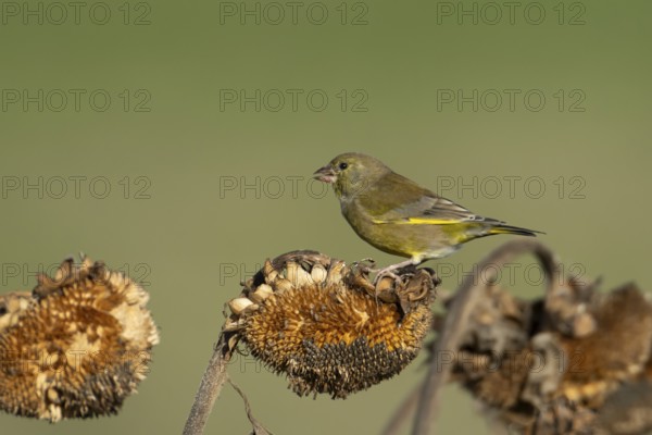Greenfinch (Chloris chloris) adult male garden bird feeding on a sunflower plant seedhead in winter, England, United Kingdom