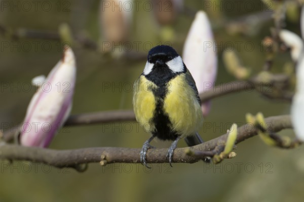Great tit (Parus major) adult bird on garden Magnolia tree branch with blossom in spring, England, United Kingdom