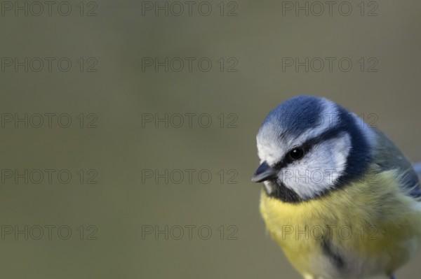 Blue tit (Cyanistes Caeruleus) adult bird head portrait, England, United Kingdom