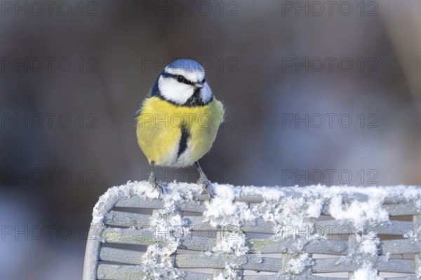Blue tit (Cyanistes Caeruleus) adult bird on a snow covered garden chair in winter, England, United Kingdom