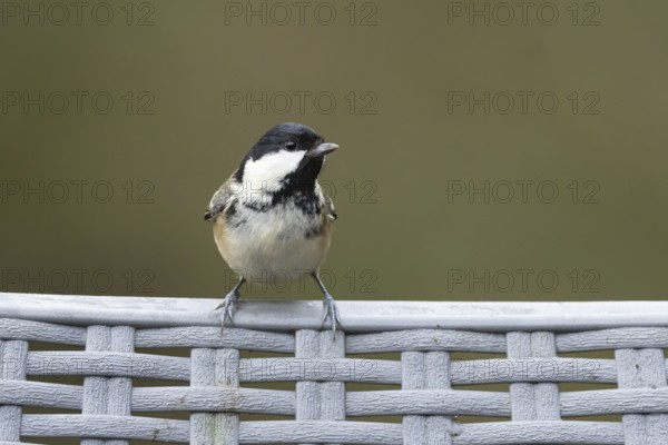 Coal tit (Periparus ater) adult bird on a garden chair in winter, England, United Kingdom