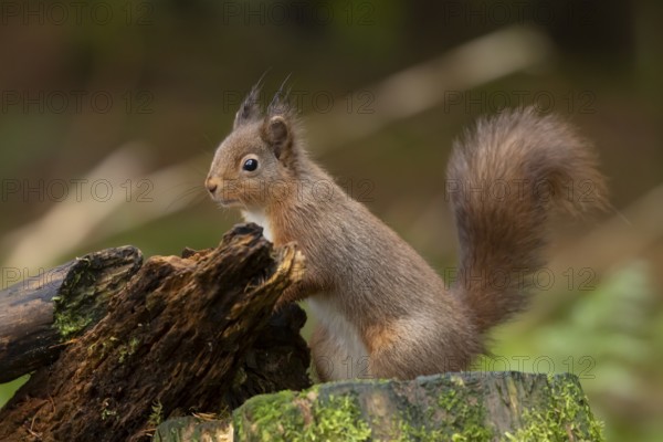 Red squirrel (Sciurus vulgaris) adult animal on moss covered tree stump in a woodland, England, United Kingdom