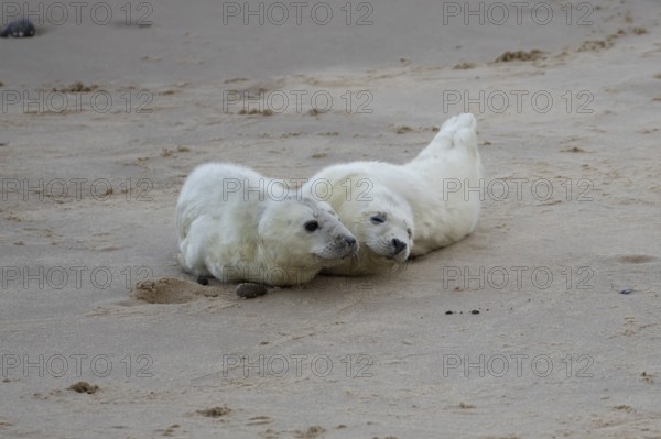 Atlantic grey seal (Halichoerus grypus) two juvenile baby pup animals on a beach, England, United Kingdom