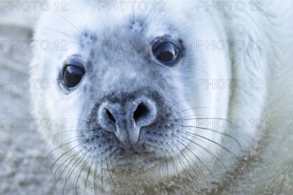 Atlantic grey seal (Halichoerus grypus) juvenile baby pup animal head portrait, England, United Kingdom