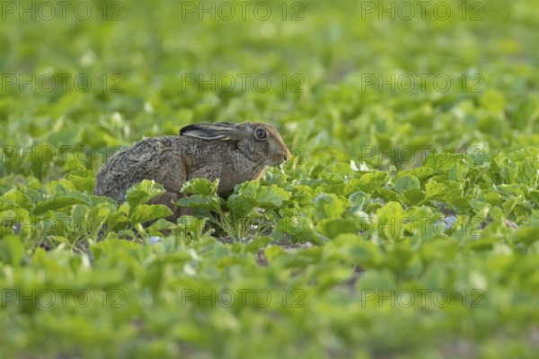 European brown hare (Lepus europaeus) adult animal feeding in a farmland sugar beet crop in the summer, England, United Kingdom
