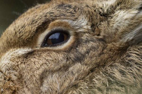 European brown hare (Lepus europaeus) adult animal head portrait close up of its eye, England, United Kingdom