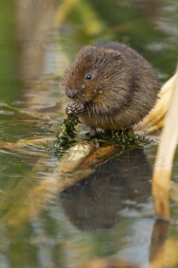 Water vole (Arvicola amphibius) adult animal feeding on pond weed in summer, England, United Kingdom