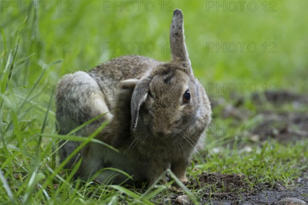 Rabbit (Oryctolagus cuniculus) adult animal in grassland in summer, England, United Kingdom