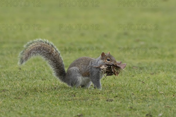 Grey squirrel (Sciurus carolinensis) adult animal with a mouthful of leaves and grass for nesting or bedding material, England, United Kingdom