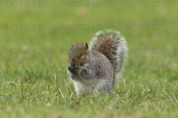Grey squirrel (Sciurus carolinensis) adult animal washing its face on grass, England, United Kingdom