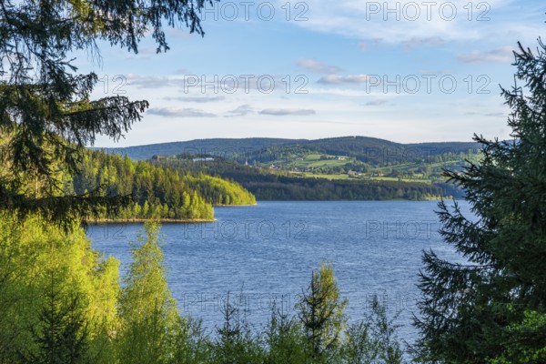 View through the spruce forest of the Eibenstock drinking water dam, Ore Mountains, Saxony, Germany