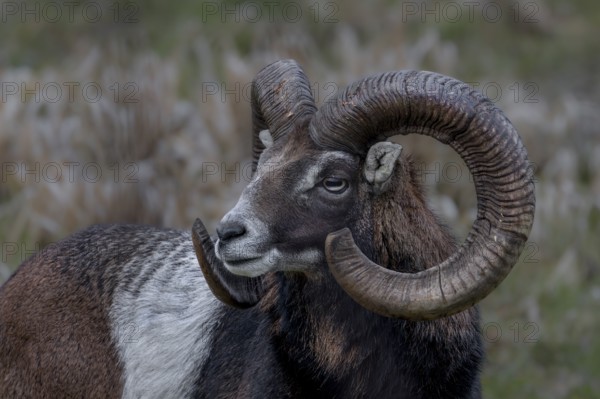 Portrait of the mouflon ram (Ovis gmelini), Germany