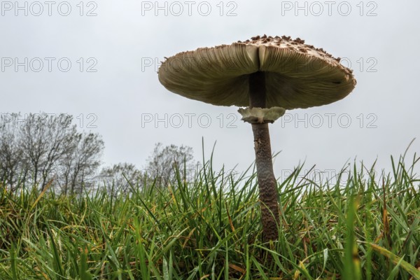 Mushroom, giant umbrella mushroom, parasol (Macrolepiota procera), frog perspective, standing in the grass, Mecklenburg-Western Pomerania, Germany