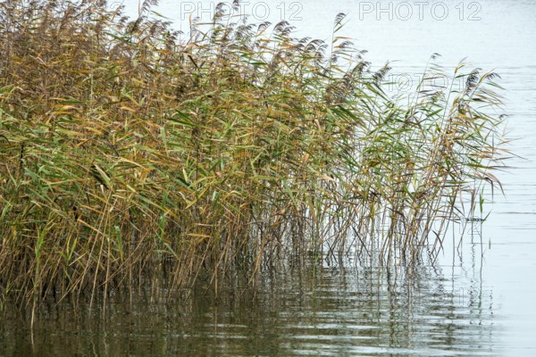 Reed (Phragmites australis) in the Bodden landscape at Meinigenbrücke near Zingst, Fischland-Darß-Zingst, Vorpommersche Boddenlandschaft National Park, Mecklenburg-Western Pomerania, Germany
