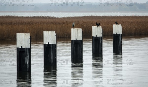Bodden landscape at Meinigenbrücke near Zingst, grey heron (Ardea cinerea) and cormorant (Phalacrocorax carbo) sitting on bollards, Fischland-Darß-Zingst, Vorpommersche Boddenlandschaft National Park, Mecklenburg-Western Pomerania, Germany