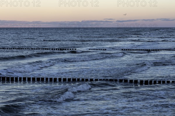 Groows in the sea, evening light, Zingst, Fischland-Darß-Zingst, Western Pomerania Lagoon Area National Park, Mecklenburg-Western Pomerania, Germany