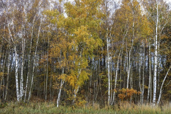 Birch forest, autumn coloured birch trees (Betula), Zingst, Fischland-Darß-Zingst, National Park Vorpommersche Boddenlandschaft, Mecklenburg-Vorpommern, Germany