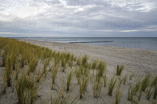 Sandy beach beach with marram grass (Ammophila), Zingst, Fischland-Darß-Zingst, Vorpommersche Boddenlandschaft National Park, Baltic Sea, Mecklenburg-Western Pomerania, Germany