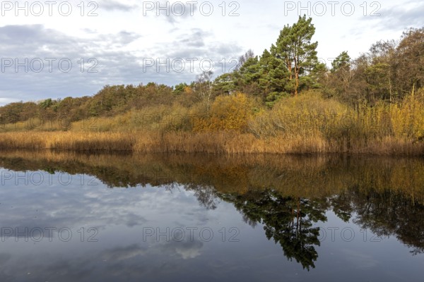 Autumn forest and reeds, autumn-colored trees, reflected in the water, near Prerow, Fischland-Darß-Zingst, Western Pomerania Lagoon Area National Park, Mecklenburg-Western Pomerania, Germany