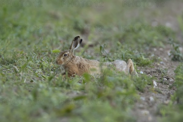 European brown hare (Lepus europaeus) adult animal laying down in a farmland field in summer, England, United Kingdom