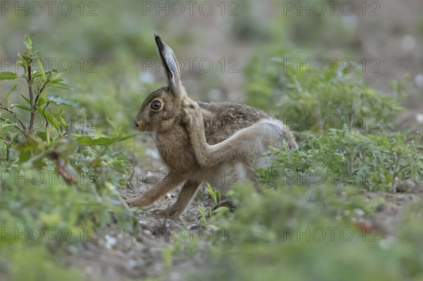 European brown hare (Lepus europaeus) adult animal scratching its ear in a farmland field in summer, England, United Kingdom