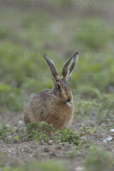 European brown hare (Lepus europaeus) adult animal eating a plant in a farmland field in summer, England, United Kingdom