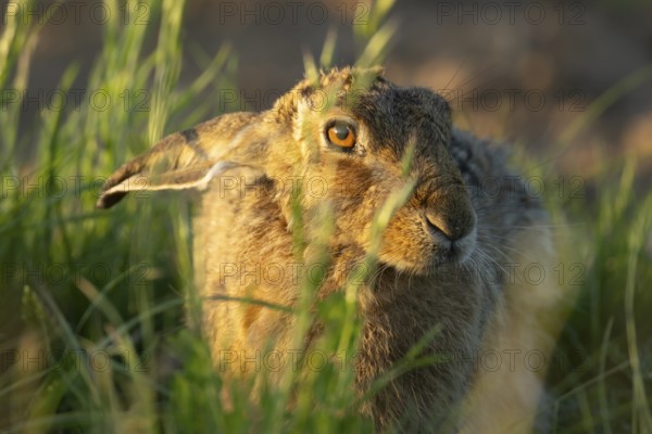 European brown hare (Lepus europaeus) adult animal in a farmland grass field in summer, England, United Kingdom