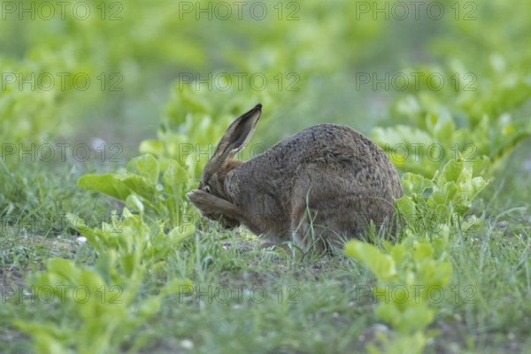 European brown hare (Lepus europaeus) adult animal washing its face in a sugar beet crop farmland field in summer, England, United Kingdom