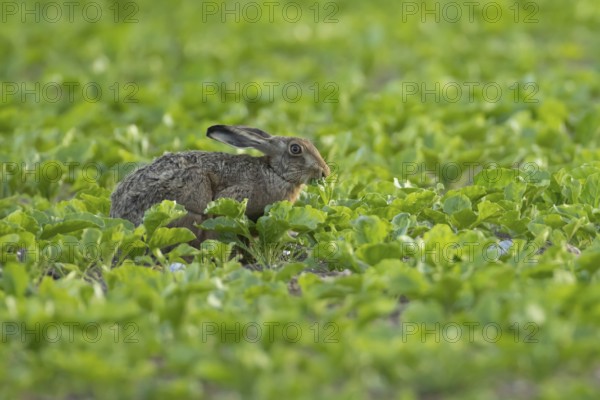 European brown hare (Lepus europaeus) adult animal eating in a sugar beet crop farmland field in summer, England, United Kingdom