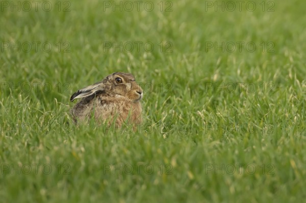 European brown hare (Lepus europaeus) adult animal in a farmland cereal field in springtime, England, United Kingdom