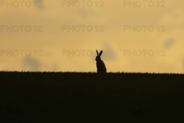 European brown hare (Lepus europaeus) silhouette of an adult animal on a ridge in a farmland cereal field at sunset in springtime, England, United Kingdom