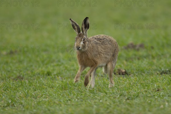 European brown hare (Lepus europaeus) adult animal running in a farmland cereal field in springtime, England, United Kingdom