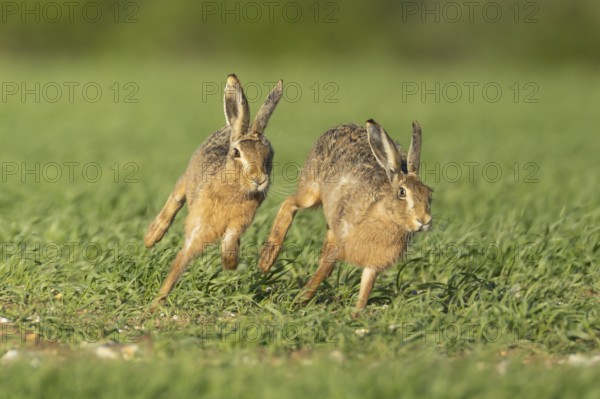 European brown hare (Lepus europaeus) two adult animals running in a farmland cereal field in springtime with one chasing the other, England, United Kingdom