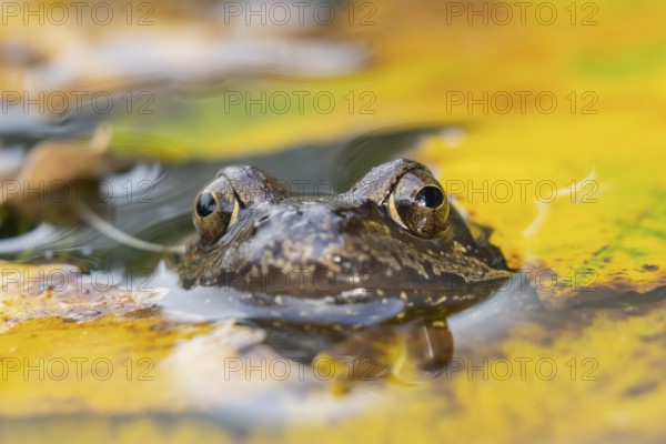 Common frog (Rana temporaria) adult amphibian on the water surface of a pond with fallen autumn leaves, England, United Kingdom