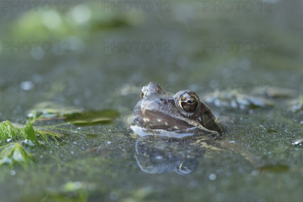 Common frog (Rana temporaria) adult amphibian on the water surface of a pond, England, United Kingdom