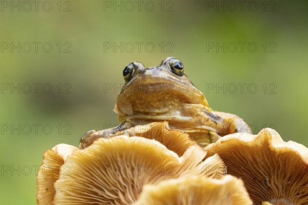 Common frog (Rana temporaria) adult amphibian on a fungi or mushroom in autumn, England, United Kingdom