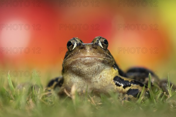 Common frog (Rana temporaria) adult amphibian on a garden grass lawn, England, United Kingdom