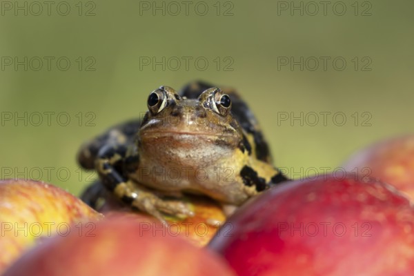 Common frog (Rana temporaria) adult amphibian on a fallen red apple in a garden in summer, England, United Kingdom